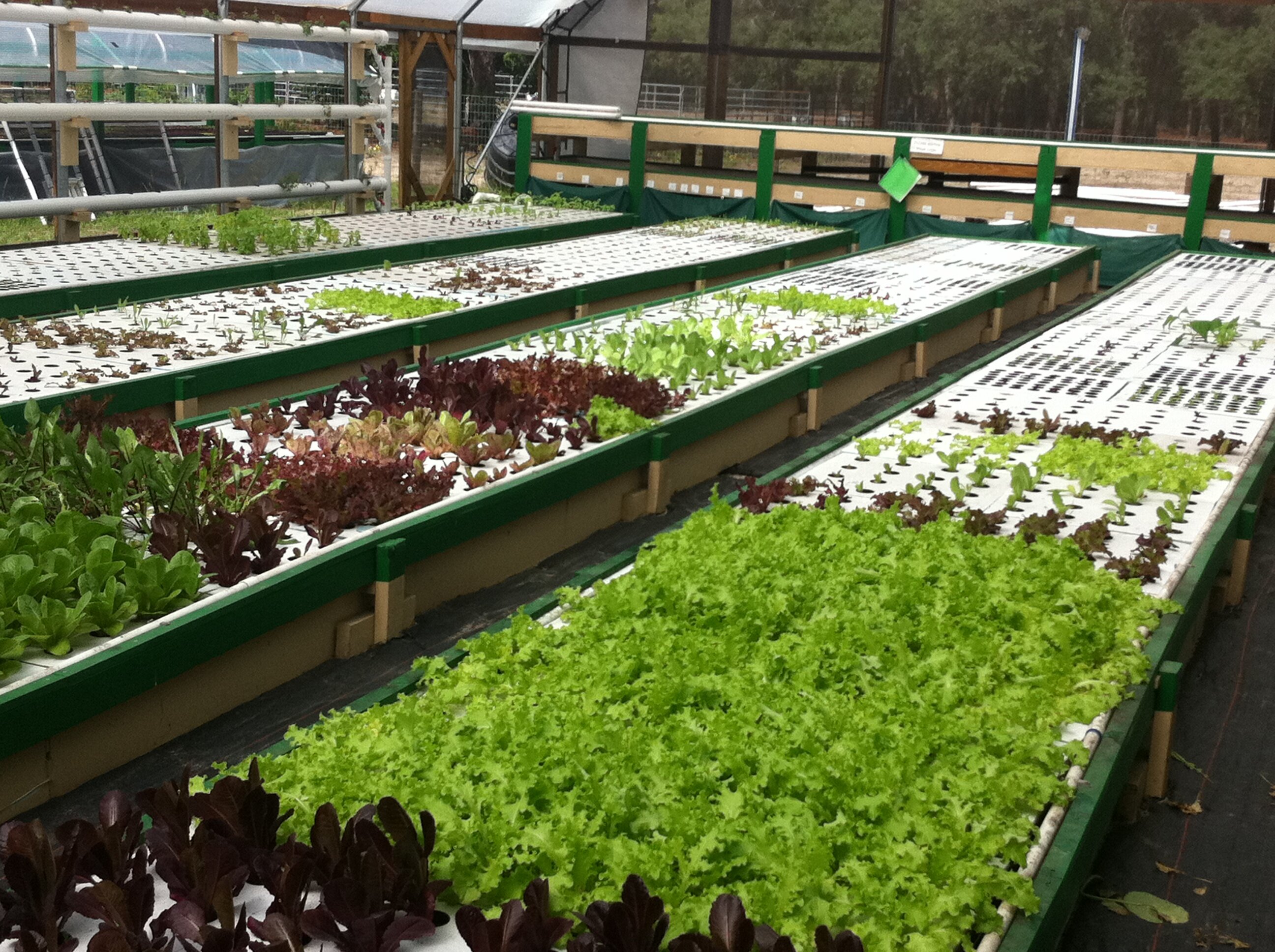 Aquaponic : City-dwelling Vegetable Farming While Utilizing Aquaponic 