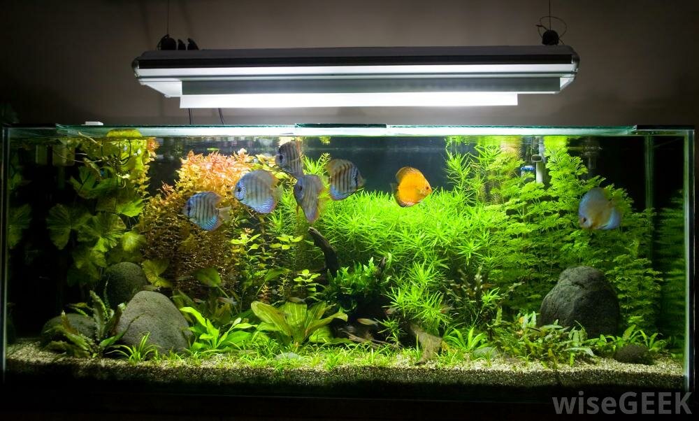 Fish Tank Home