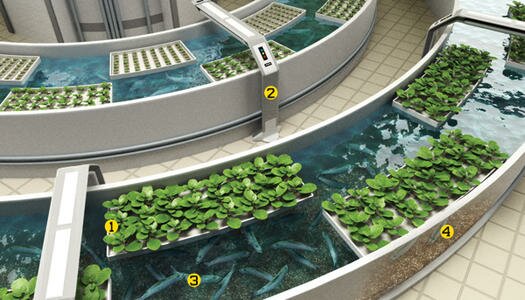 Hydroponic Garden With Fish Aquaponics System