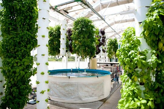 Aquaponic Vertical Garden : A Scam-proof Guide To ...