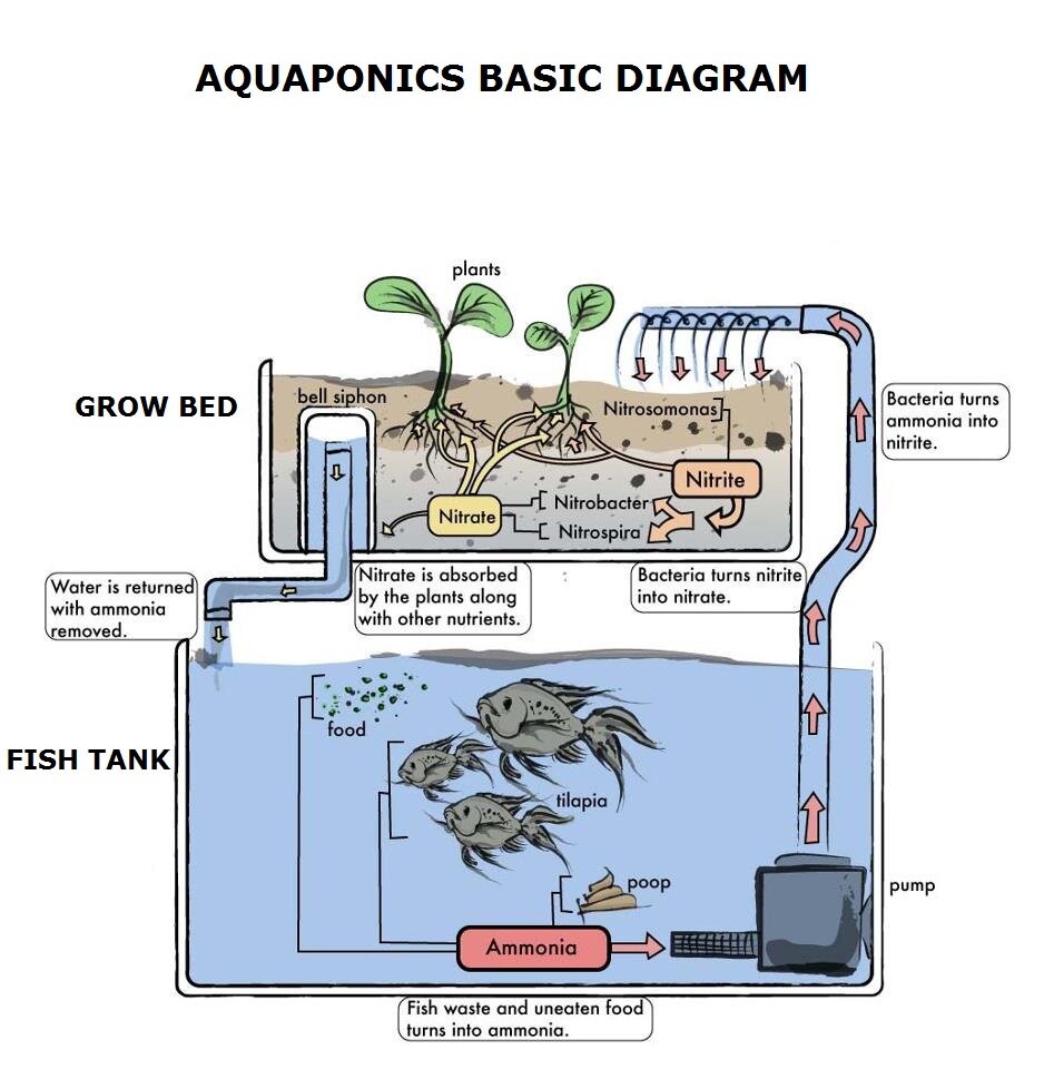 Aquaponics System Schematic, Aquaponics, Get Free Image ...