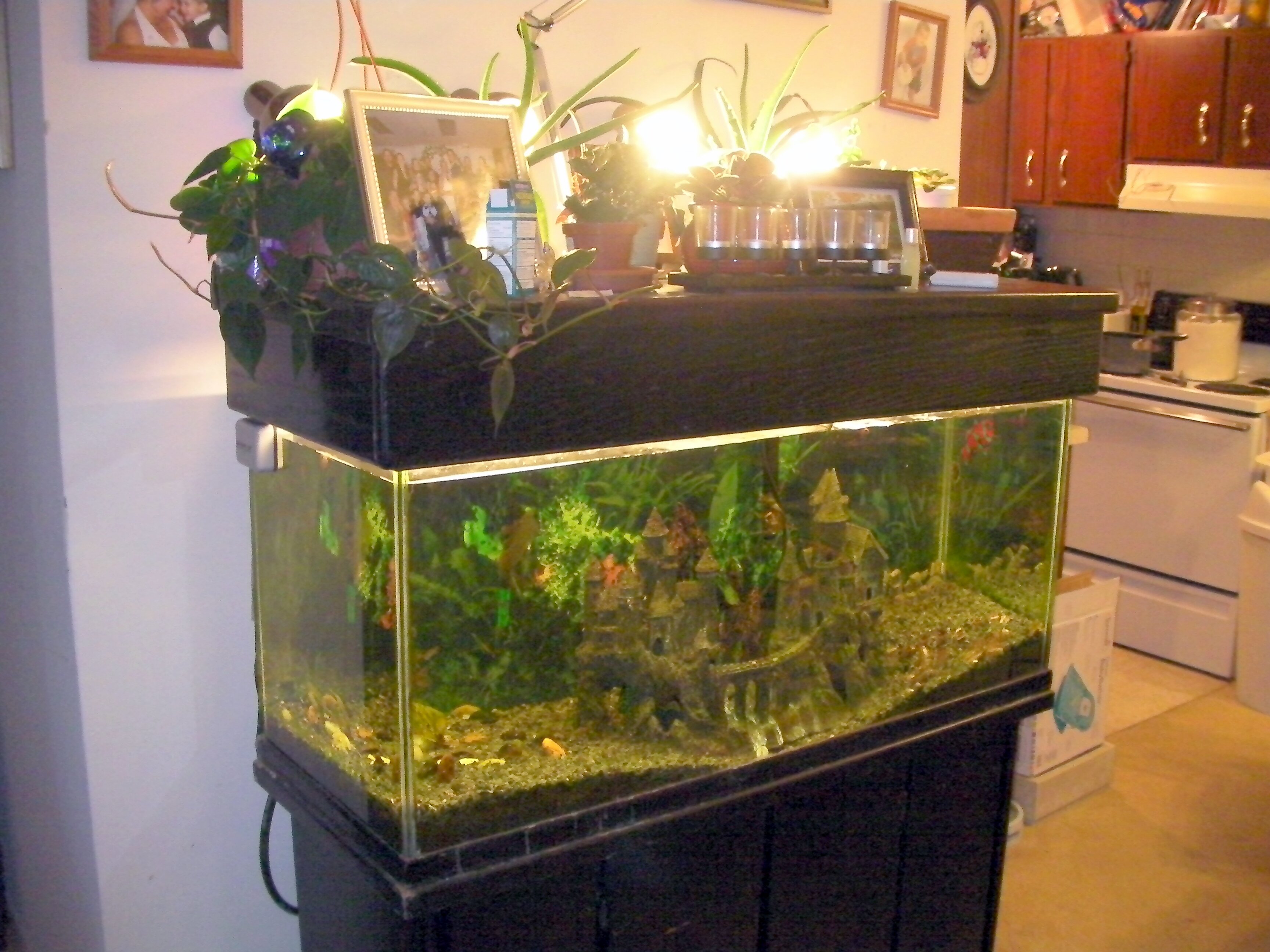 Aquaponics With Fish Tank Fish For Aquaponics