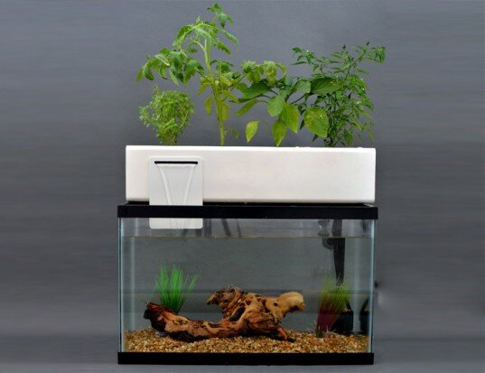 News and Video on Aquaponics With Fish Tank : Fish For Aquaponics
