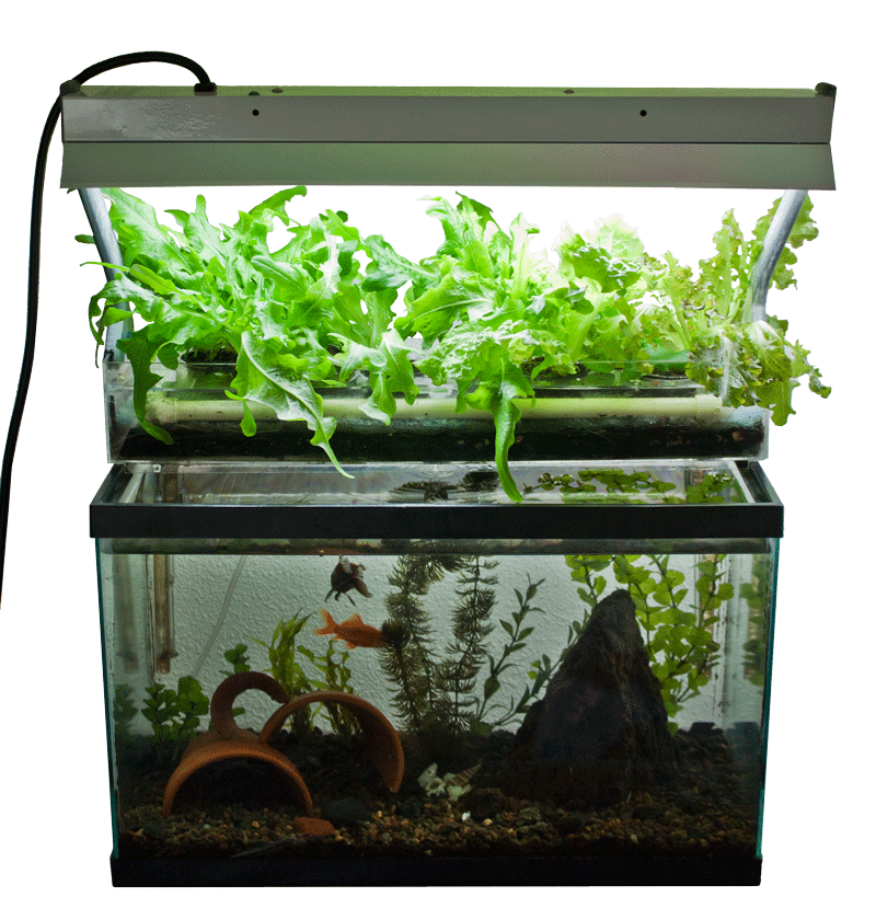 Aquaponics With Fish Tank Fish For Aquaponics