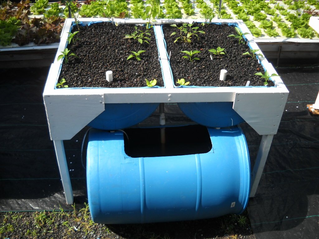 Barrel Aquaponics : Grow Organic Food Easily With Backyard Aquaponics