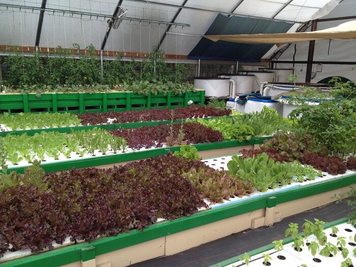 Commercial Aquaponic System : Top Ideas For Aquaponics The ...