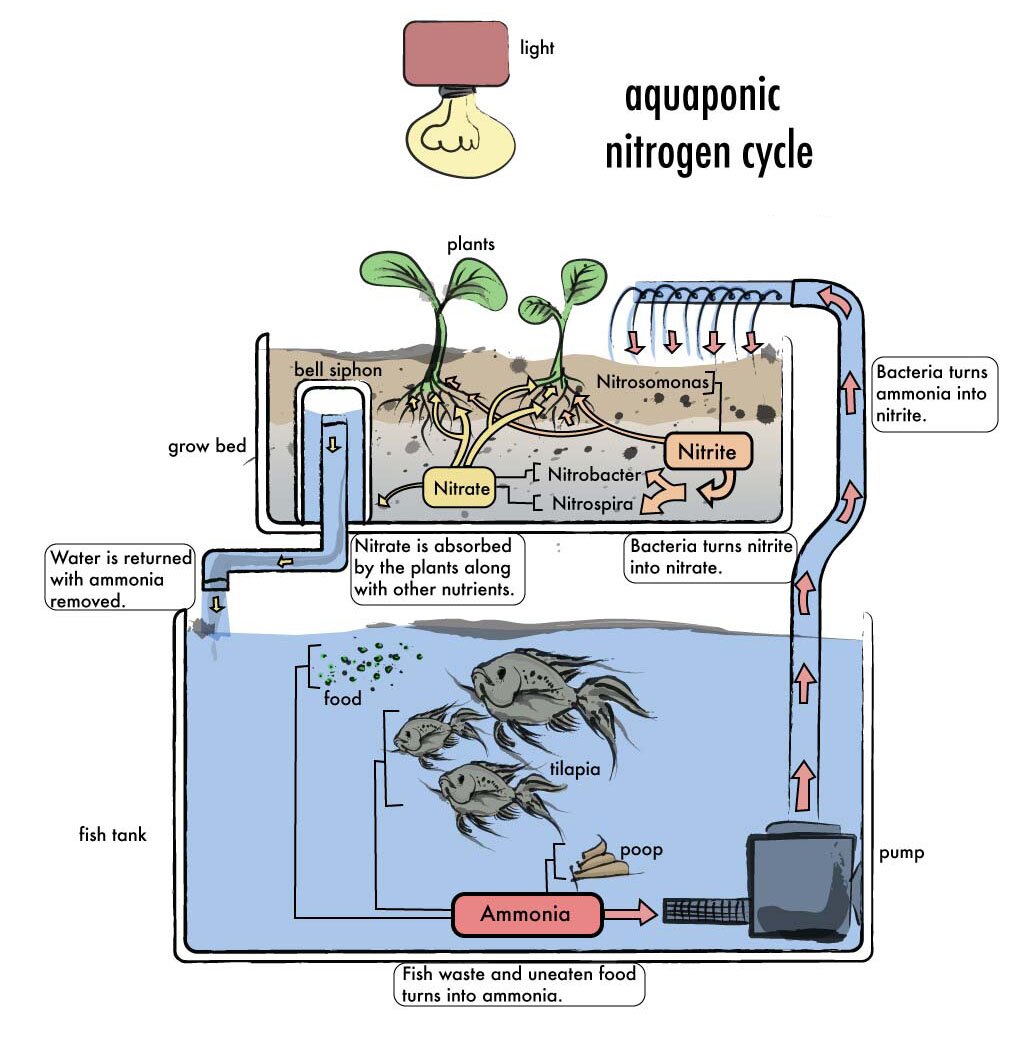 Diy Aquaponics Plans : What Is Aquaponic System
