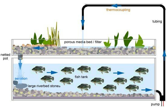 News and Video on How To Aquaponics System : Aquaponics For Beginners 
