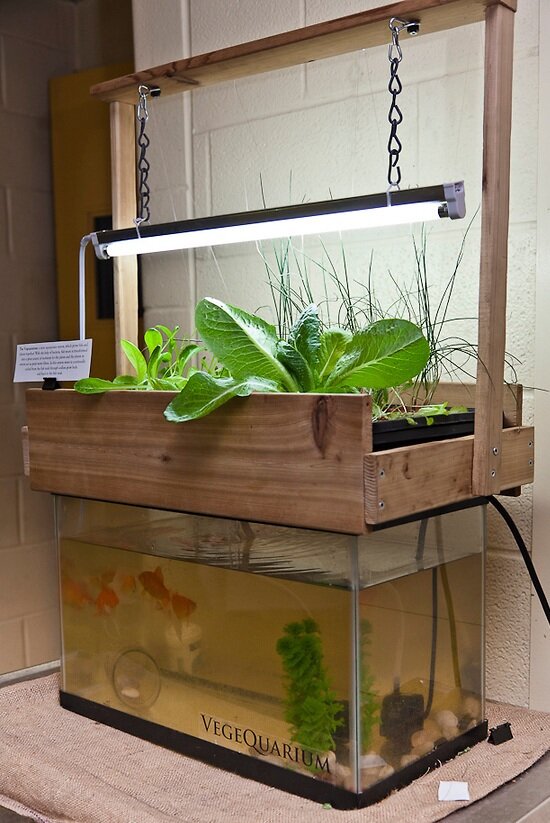 Indoor Aquaponics : City-dwelling Vegetable Farming While Making Use 