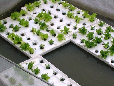 News and Video on Aquaponic Raft System
