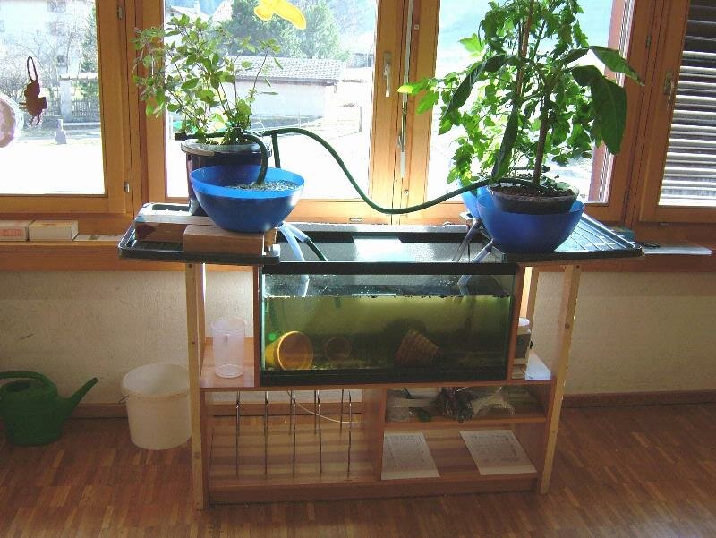 News and Video on Diy Aquaponics Fish Tank