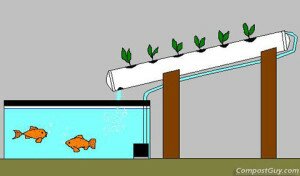 Diy Aquaponics Fish Tank