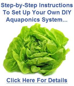 Diy Aquaponics System Design