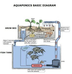 Ibc Tank Aquaponics