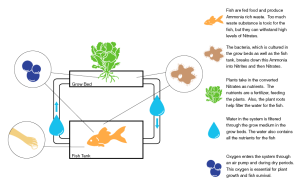 Aquaponics Food Production
